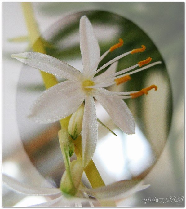 �����Ļ�