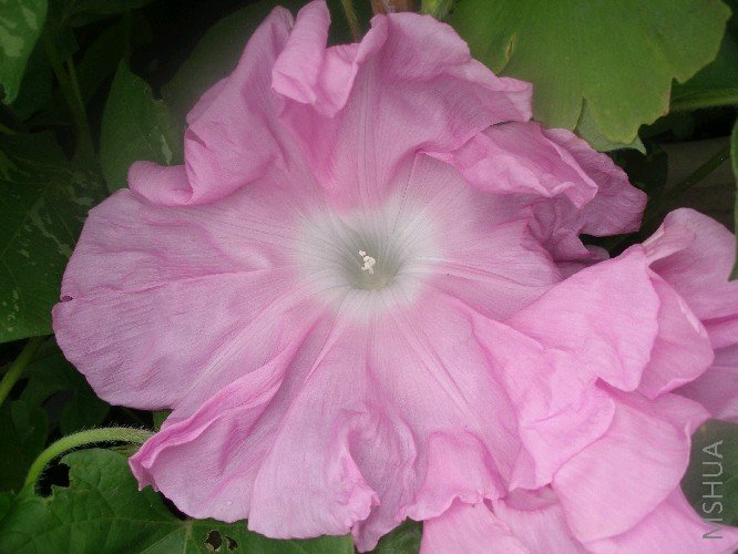 �������ţ