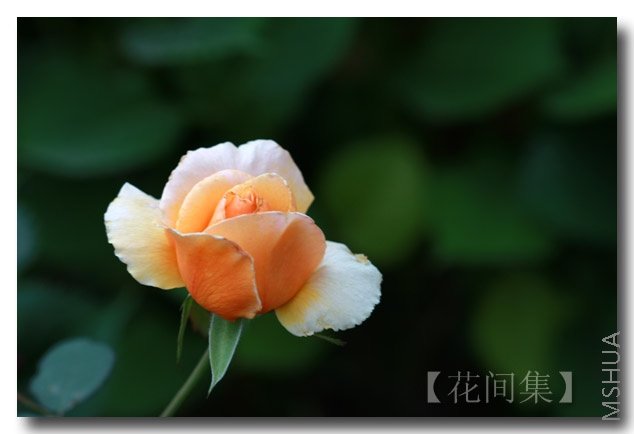 IMG_5544 ����.jpg