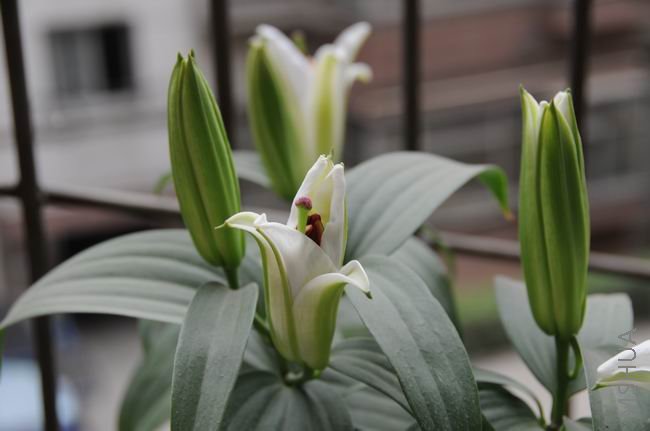 ������С bh0529-1.jpg