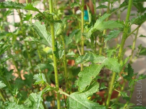 Сľ�ȵ�Ҷ��