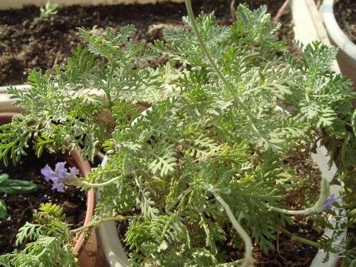 ���������Ҷ޹�²�