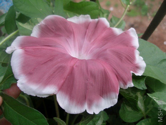 �׼�yymy2003���ҵ���ϵ�У���Ȼ����֮�Ρ�