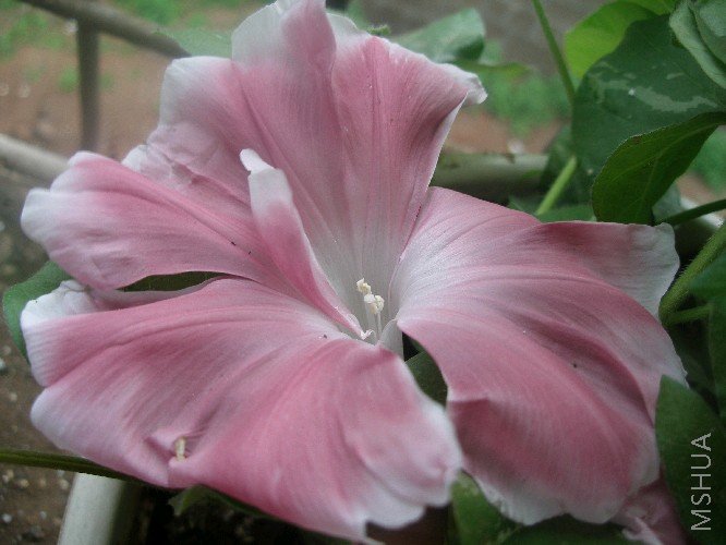 ���ţҲ�����ˣ���ǰ�Ƿۺ�ױ�ţ����ɲ�ɫ����