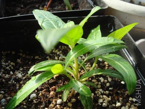 ���к�������