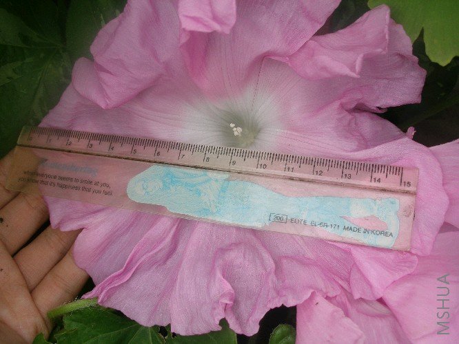 ®ɽ����Ŀ�����ֻ���ʷ������ţ