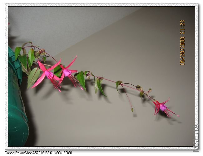 ϸ����˿״��ľ�