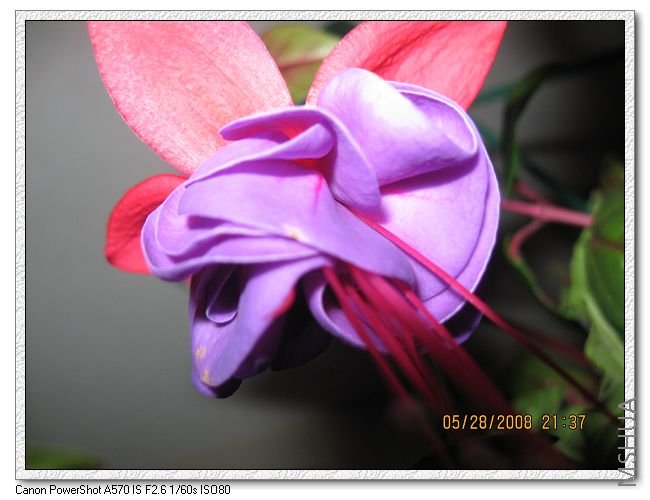 ��ɫ�ĵ���