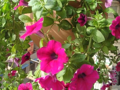 Խ��Խ��Ĵ���ţ