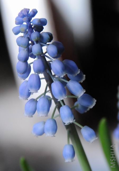 ������С lpt0301-101.jpg