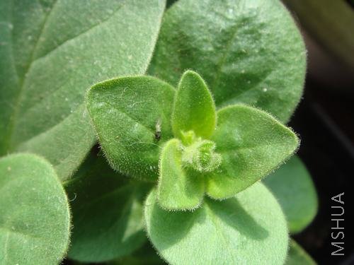 ��ôС�İ�ţ��ȻҲҪ������