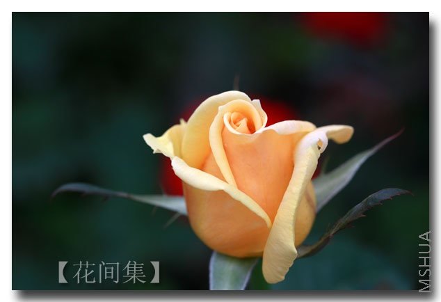 IMG_5561 ����.jpg