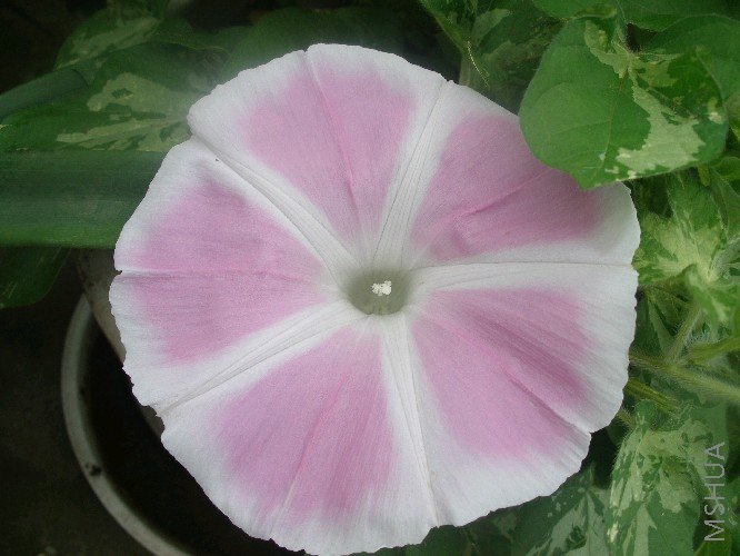 ��ʿ֮�ң�Ҷ�Ӻ��װײ�һ����