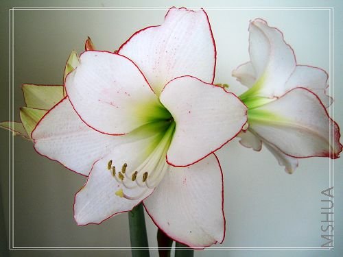 ǿɭ��ͳ2.jpg