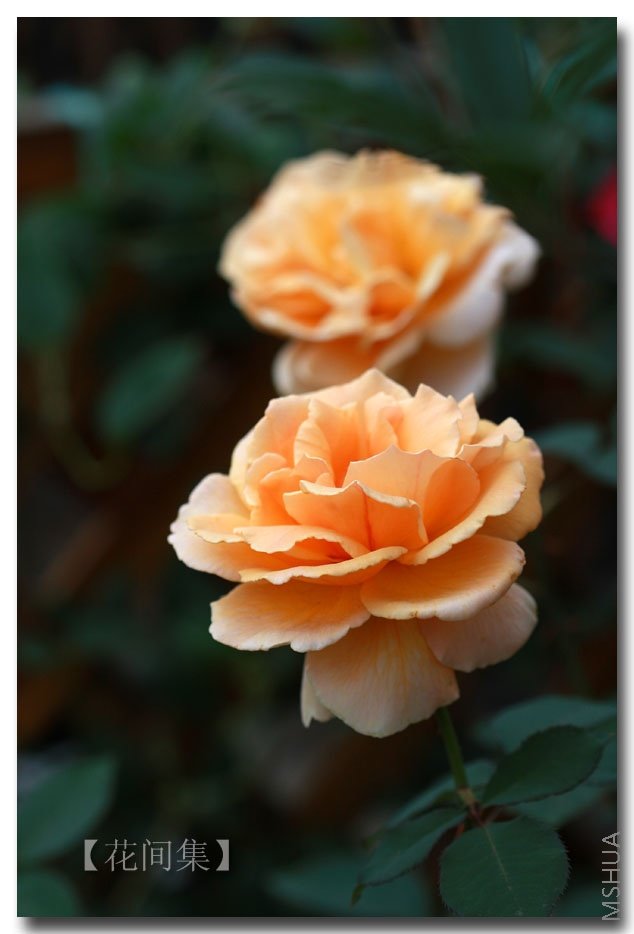 IMG_5540 ����.jpg