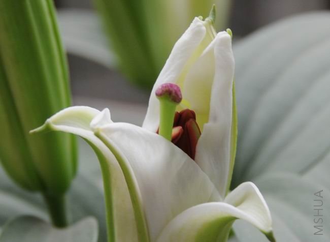 ������С bh0529-11.jpg