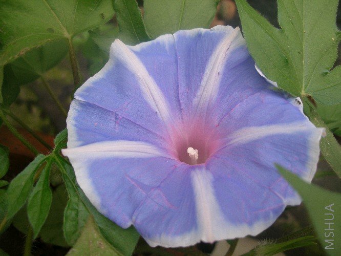 �װ�  ǧ��  ʵ����ɫҪ��Щ