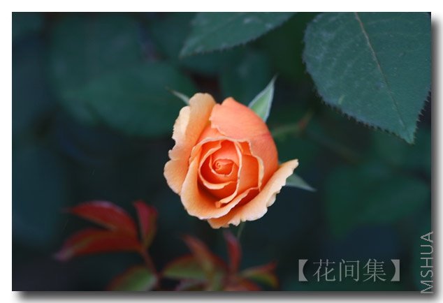 IMG_5549 ����.jpg