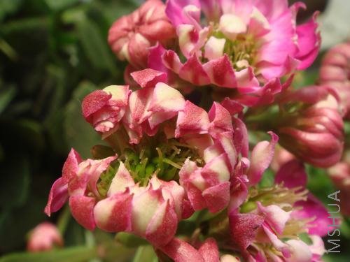 ��ֵĳ��ٻ���