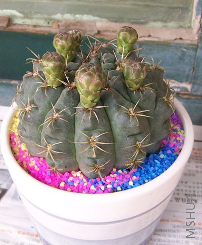 �ҵ���� �Ա���