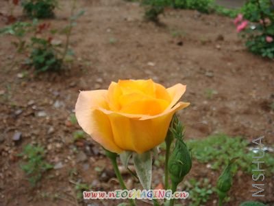 DSC01142.JPG