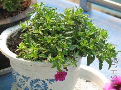 BigBull_��Ƭ 005.jpg