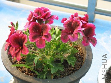 BigBull_��Ƭ 006.jpg