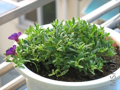 BigBull_��Ƭ 007.jpg