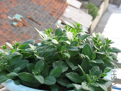 �������ף�������