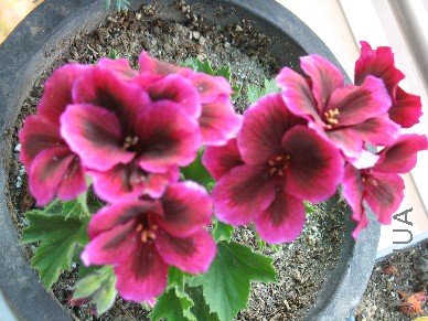 BigBull_��Ƭ 364.jpg