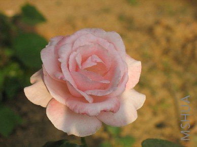 BigBull_��Ƭ 401.jpg