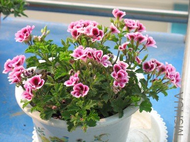 BigBull_��Ƭ 003.jpg