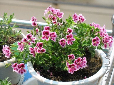 BigBull_��Ƭ 020.jpg