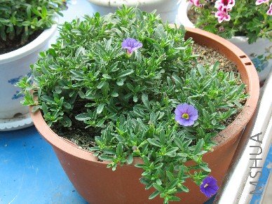 BigBull_��Ƭ 008.jpg