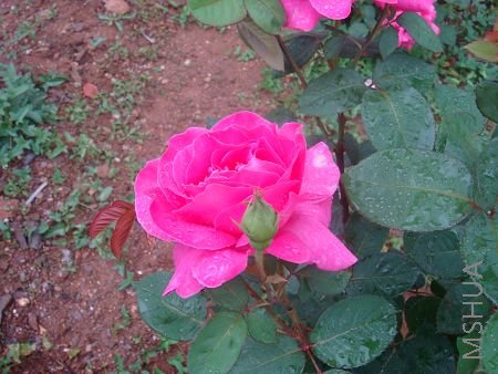 DSC01135.JPG