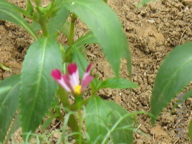 �ܲ�˹�գ�û��һ��Ĳ�˹����������ϲ��