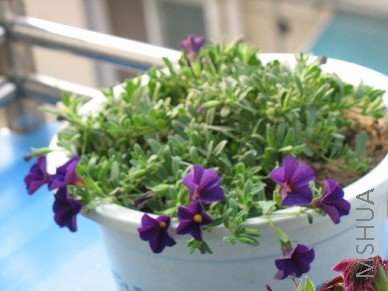 BigBull_��Ƭ 247.jpg