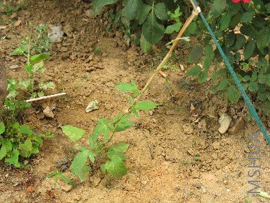 ���տ�ʼ��̄��