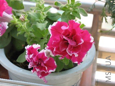 ȥ������꣬���ƣ���ϲ���İױߺ��ĵĶ����ˣ����Ǻ�߰��ĵ�ȴ�������ˣ�����