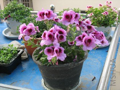 BigBull_��Ƭ 246.jpg