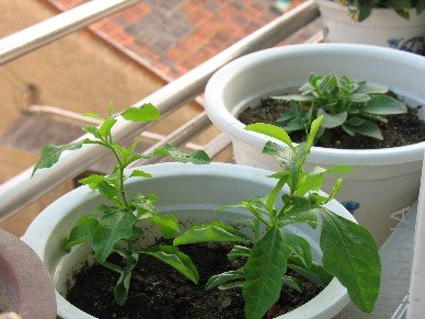 ����ѩ��