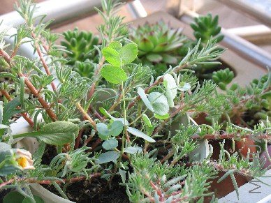 �ռ�׳���̫������ƻ���������Բ���̫�����������Ѿ���ȫ��Ϊ������