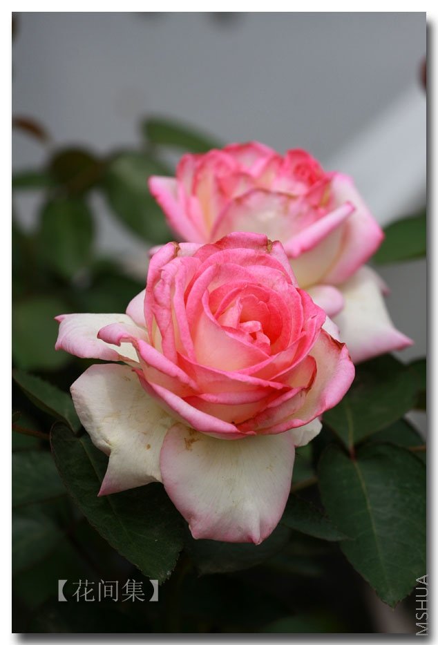 IMG_5241 ����.jpg