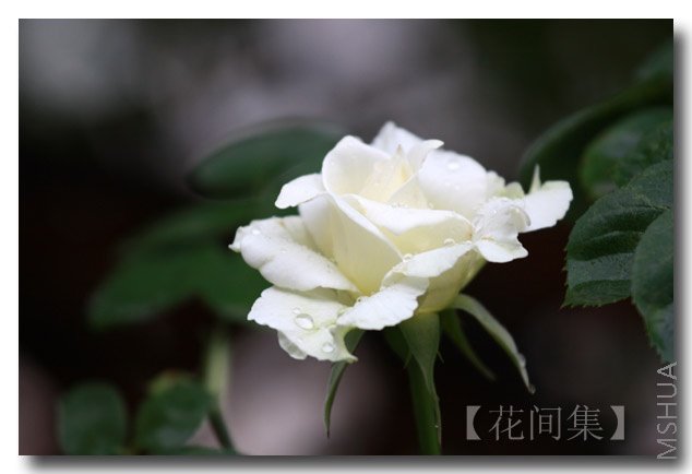 IMG_5208 ����.jpg