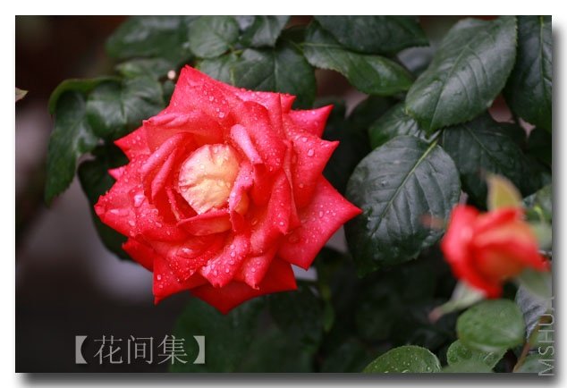 IMG_5235 ����.jpg