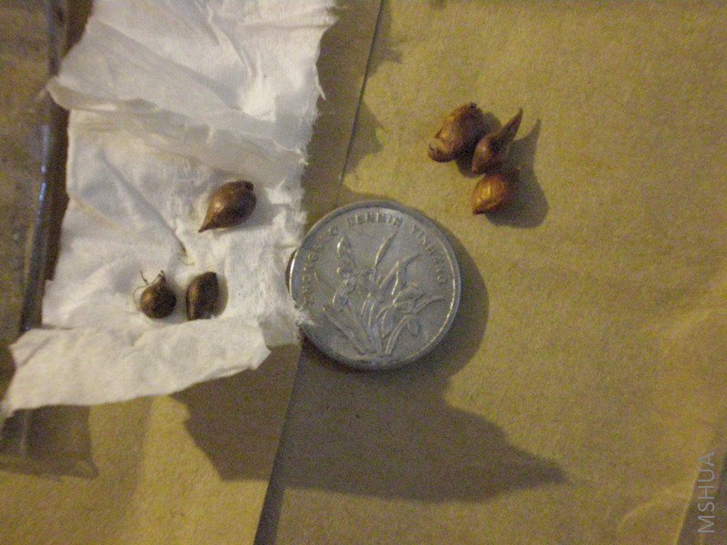 P5300095.JPG