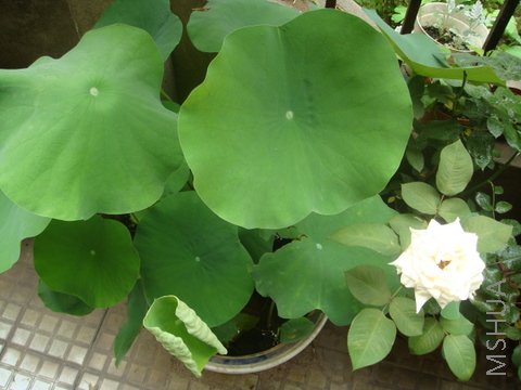 DSC02149.JPG