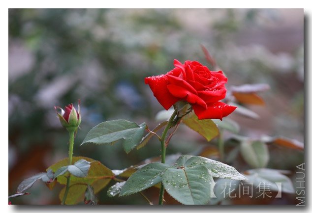 IMG_5217 ����.jpg