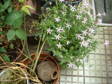 DSC02148.JPG