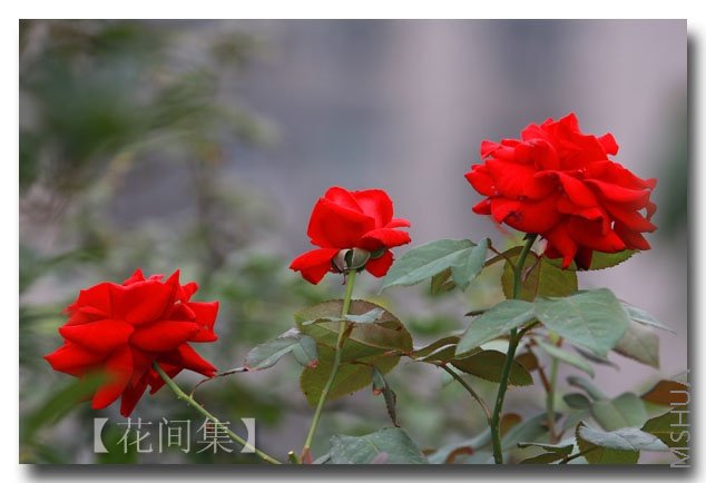 IMG_5575 ����.jpg